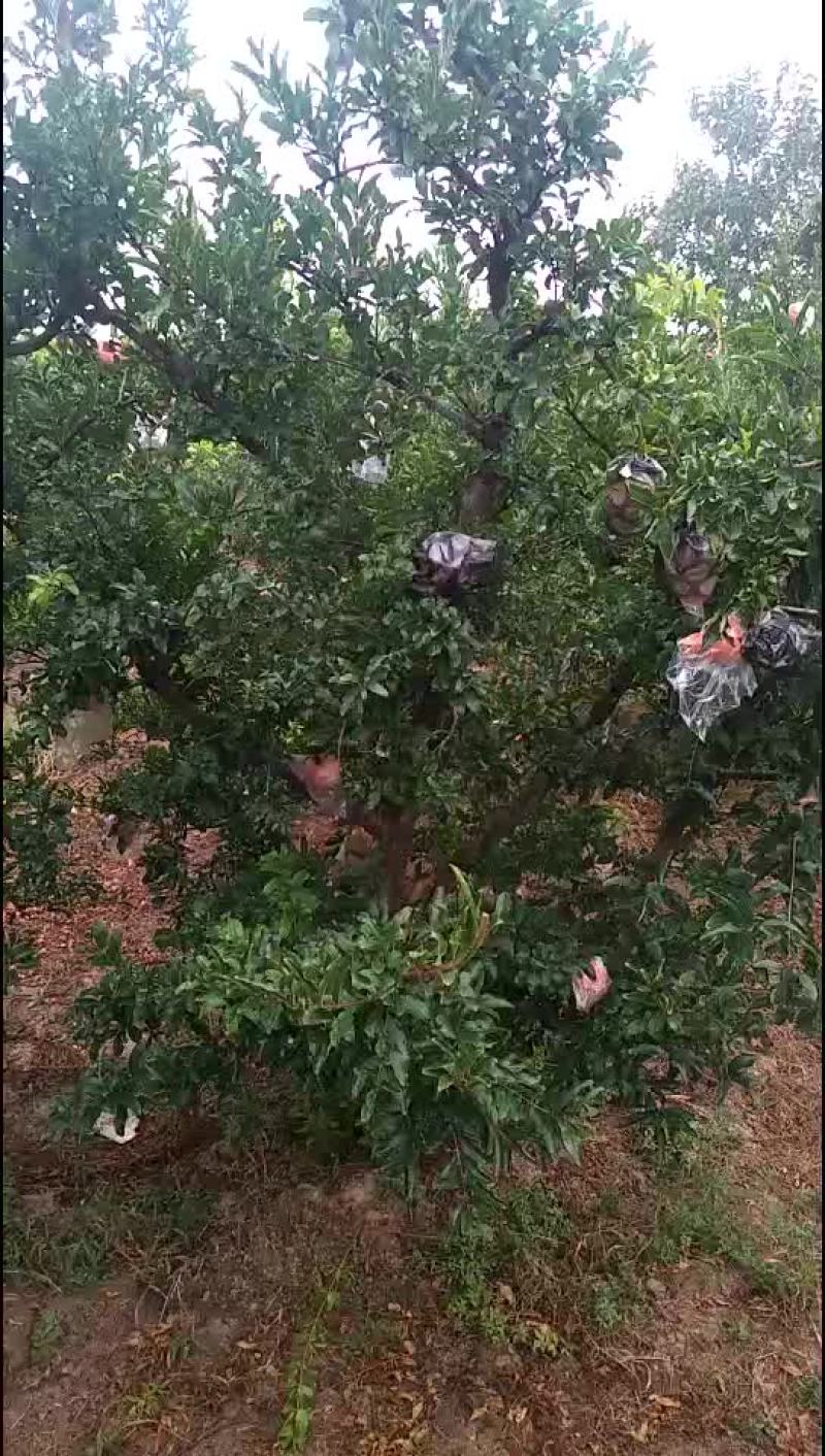 枣树石榴树