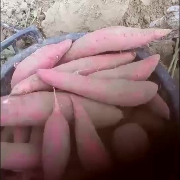 西瓜红