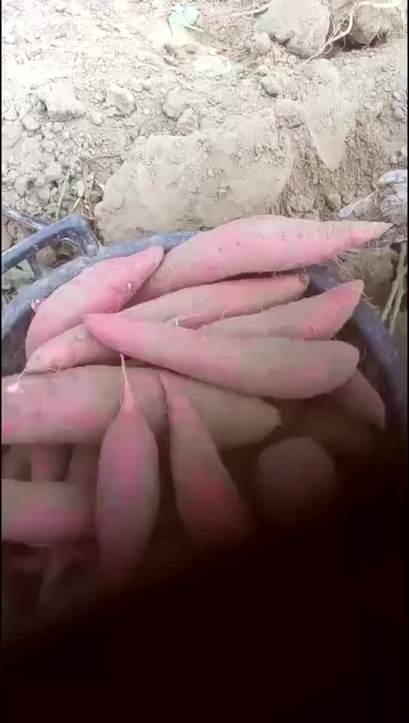 西瓜红