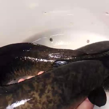 进口野生花鳗，