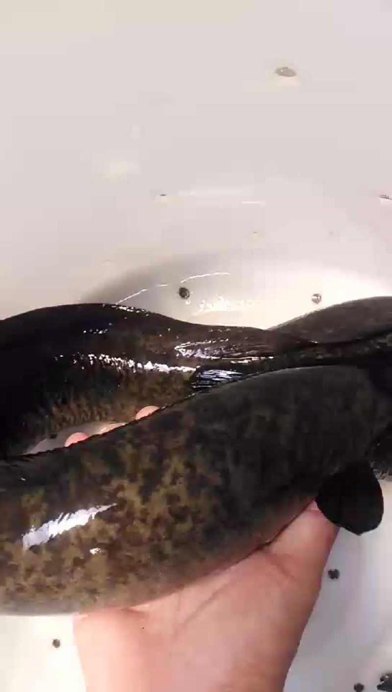 进口野生花鳗，