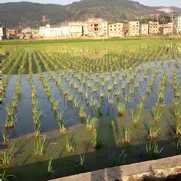 茭白苗，藕种