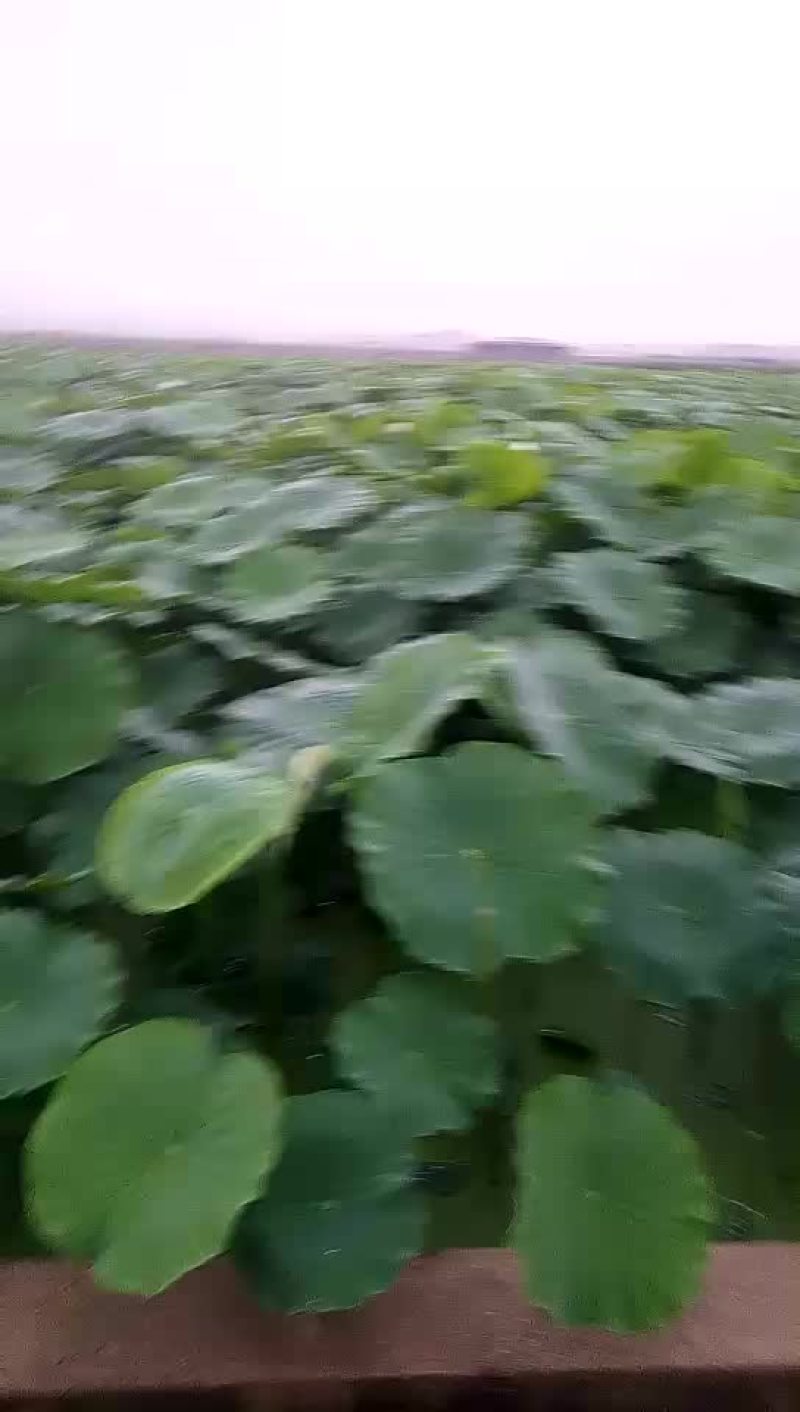 茭白苗，藕种