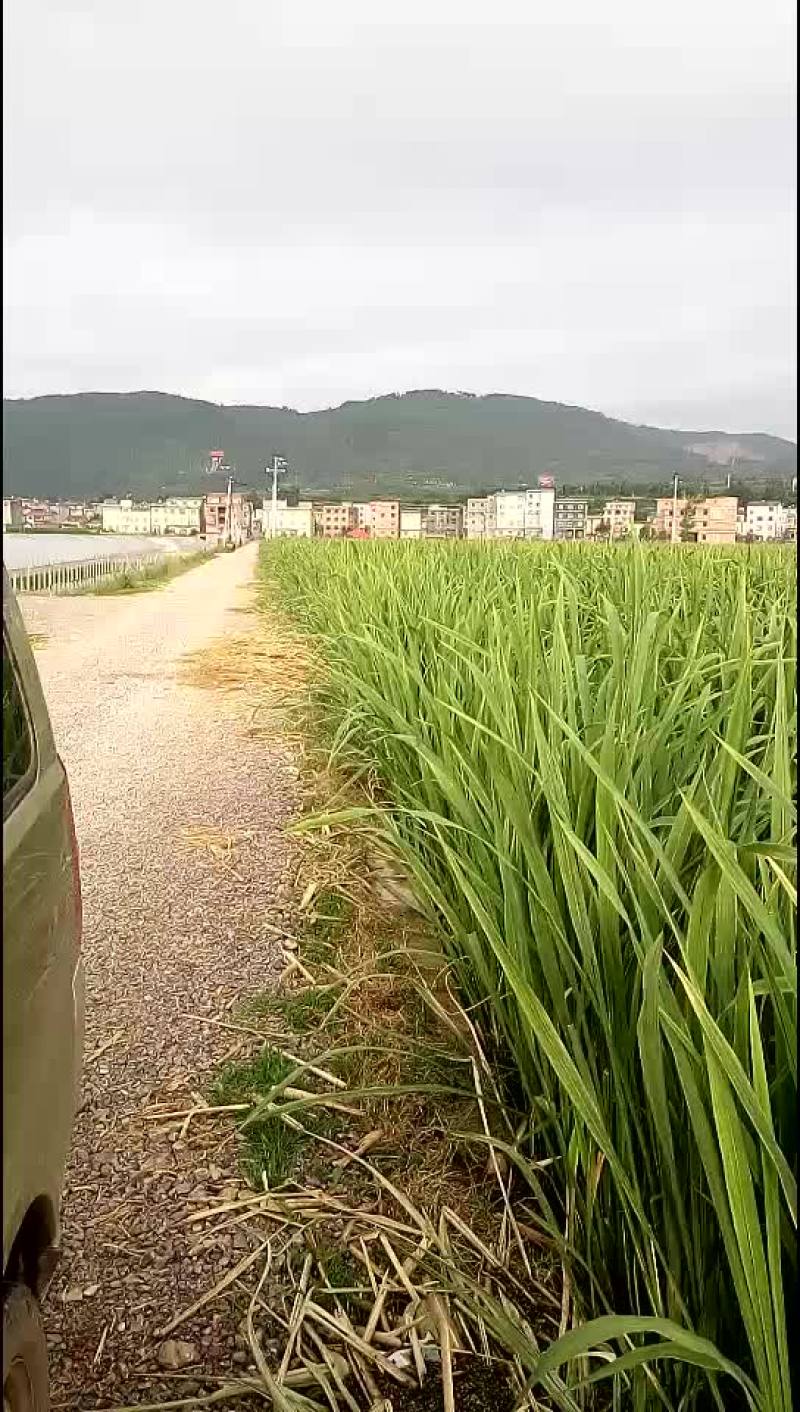 茭白苗，藕种
