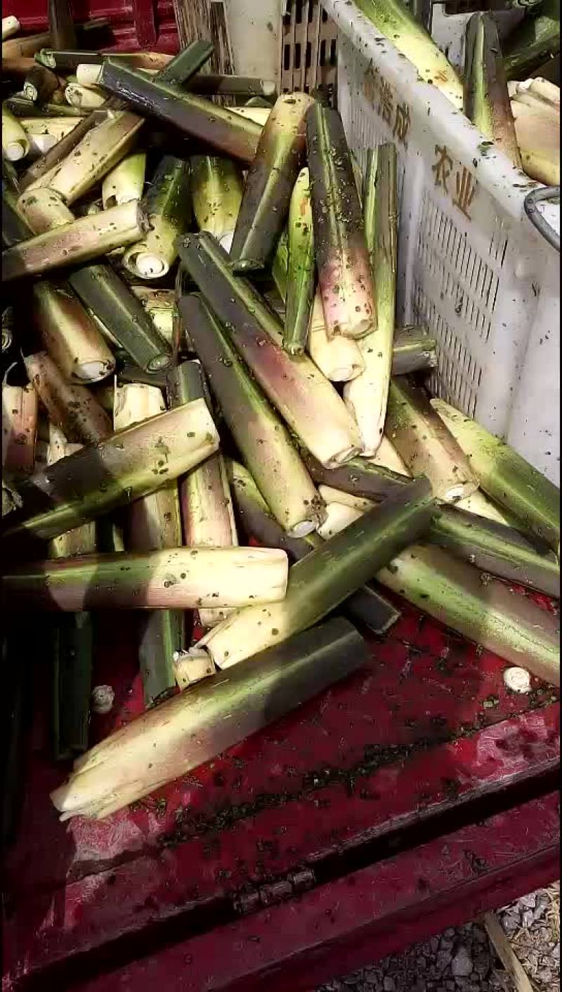 茭白苗，藕种