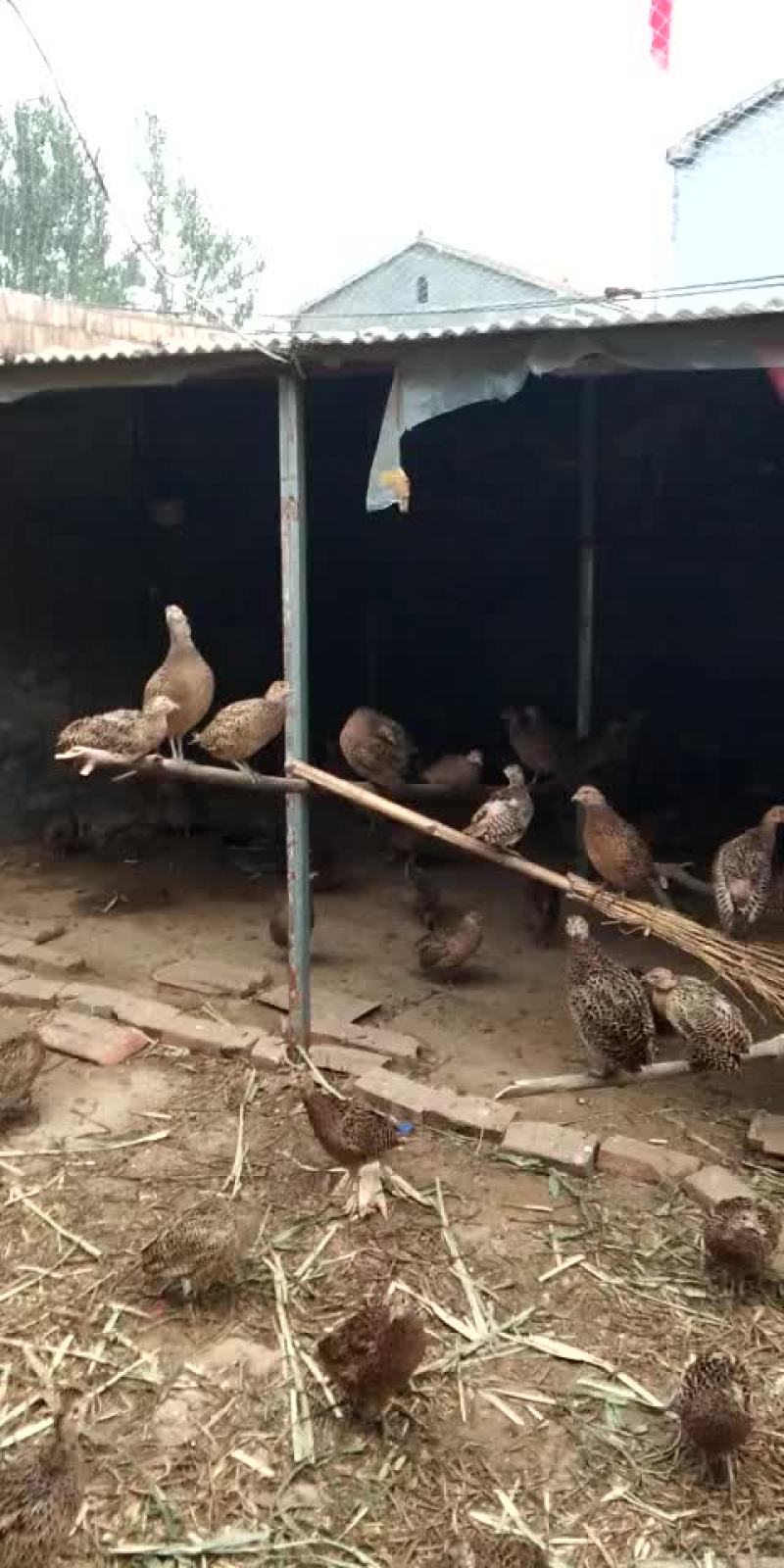 脱温山鸡