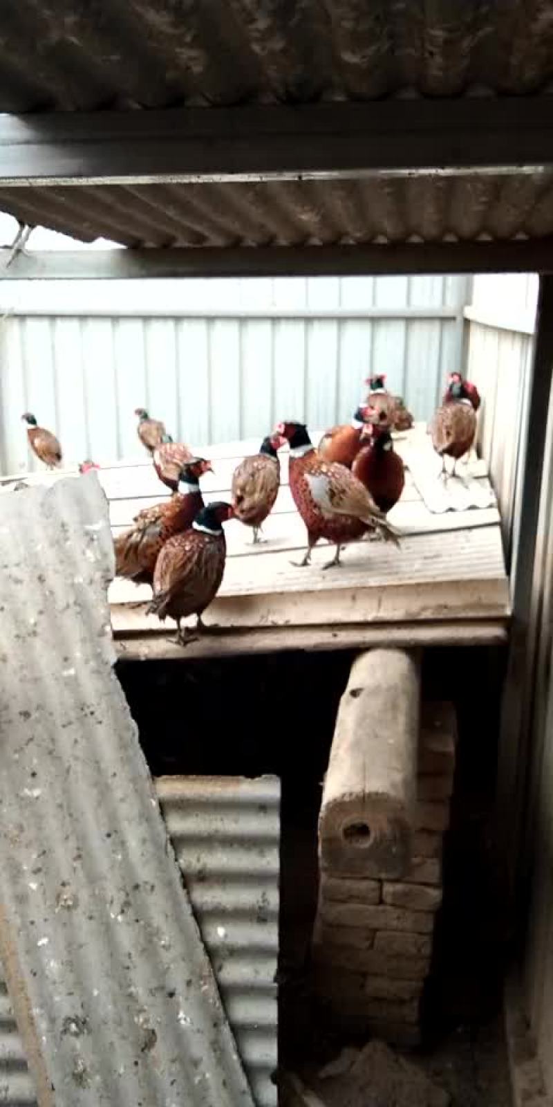 脱温山鸡