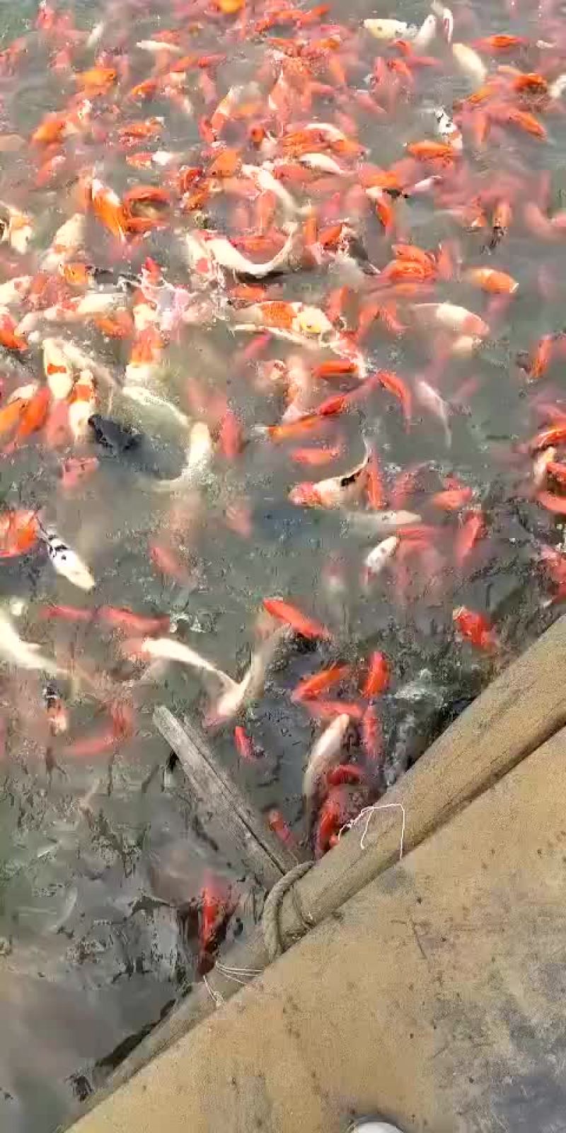 鲤鱼苗【恒泰鱼苗养殖场】