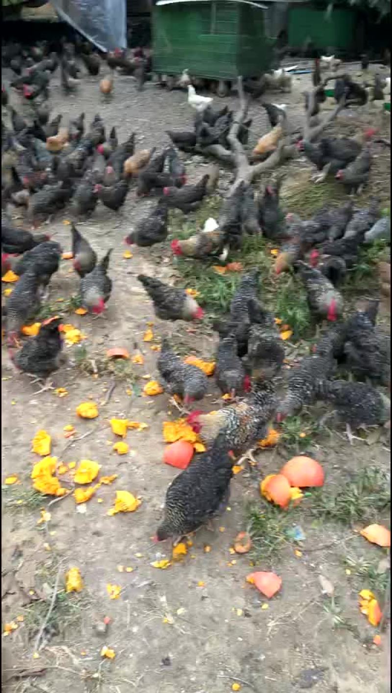 必享原味飞鸡