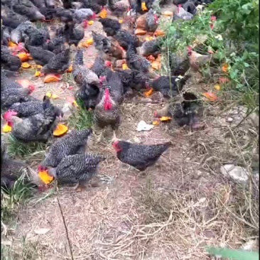 必享原味飞鸡