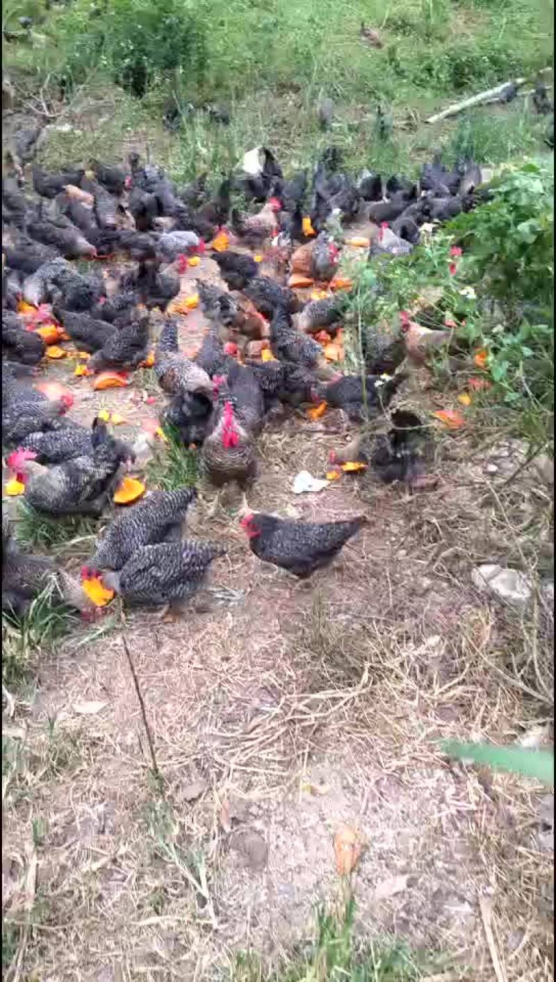 必享原味飞鸡