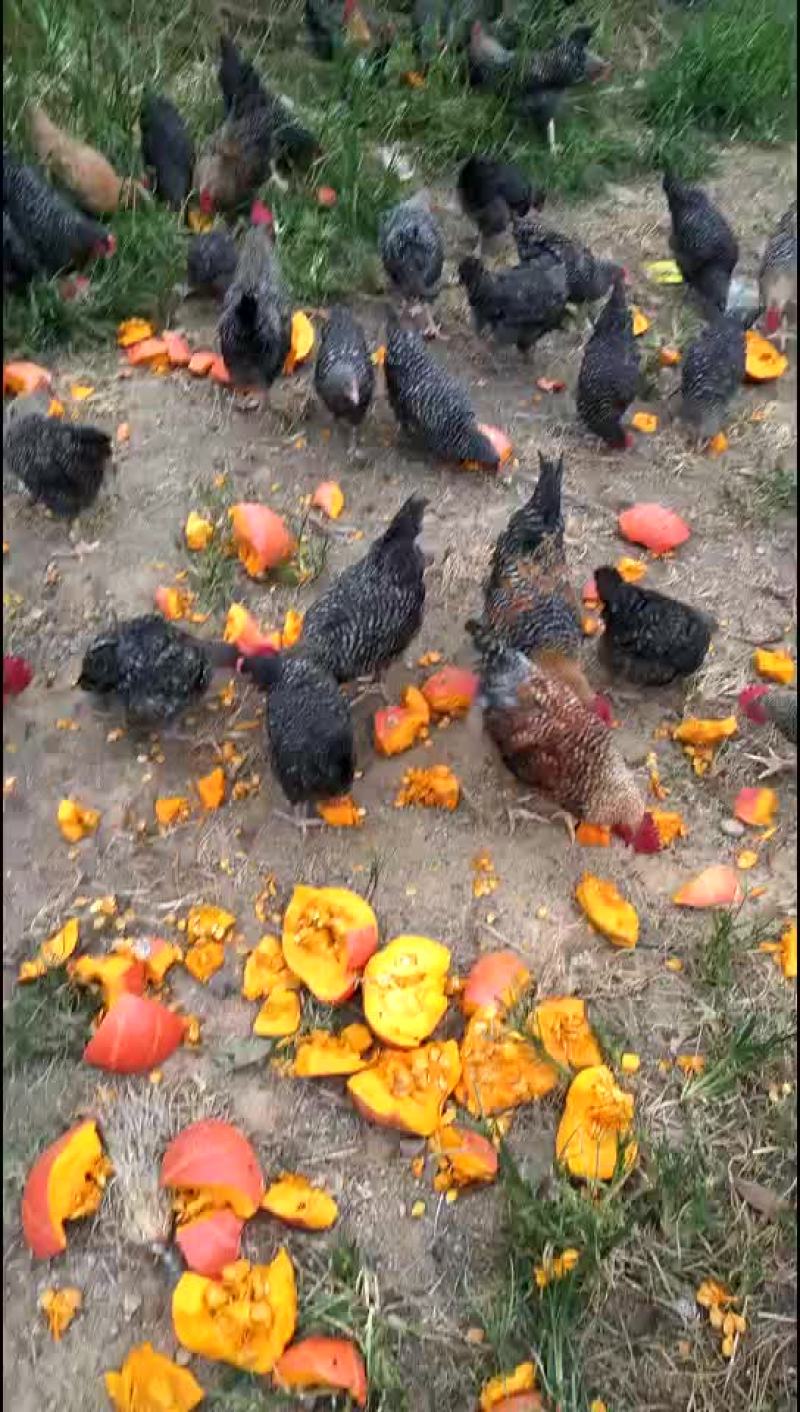 必享原味飞鸡