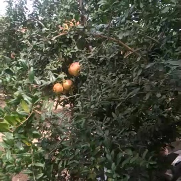 河阴软籽石榴