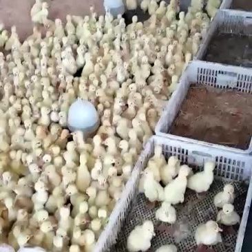 鹅苗