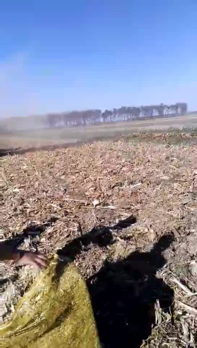 玉米秸秆