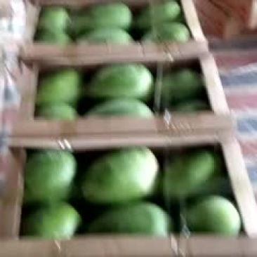 早春红玉