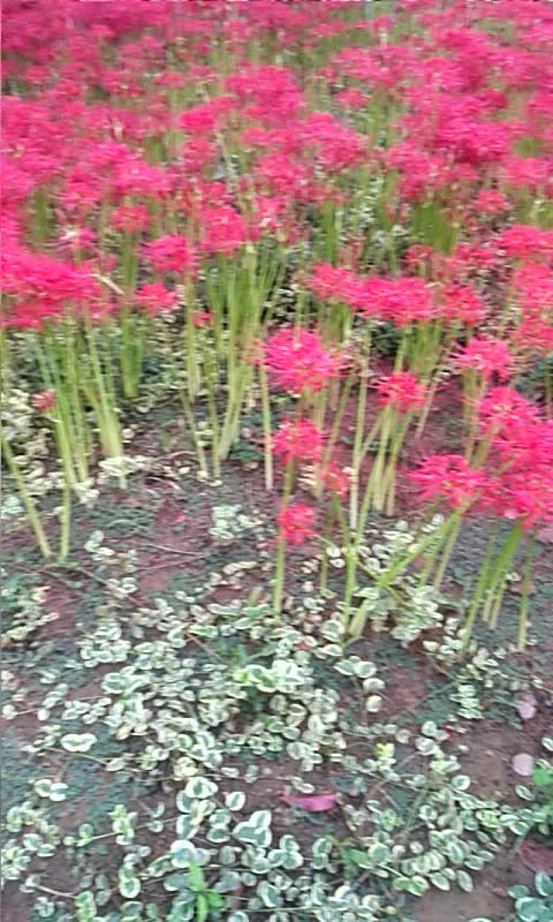 石蒜