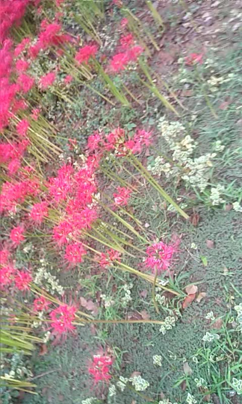 石蒜
