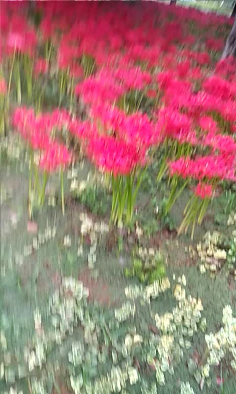 石蒜