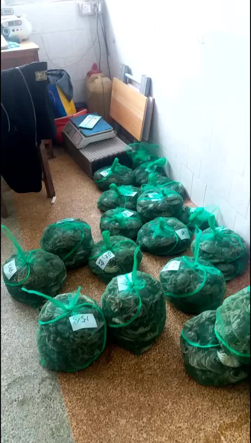 大闸蟹