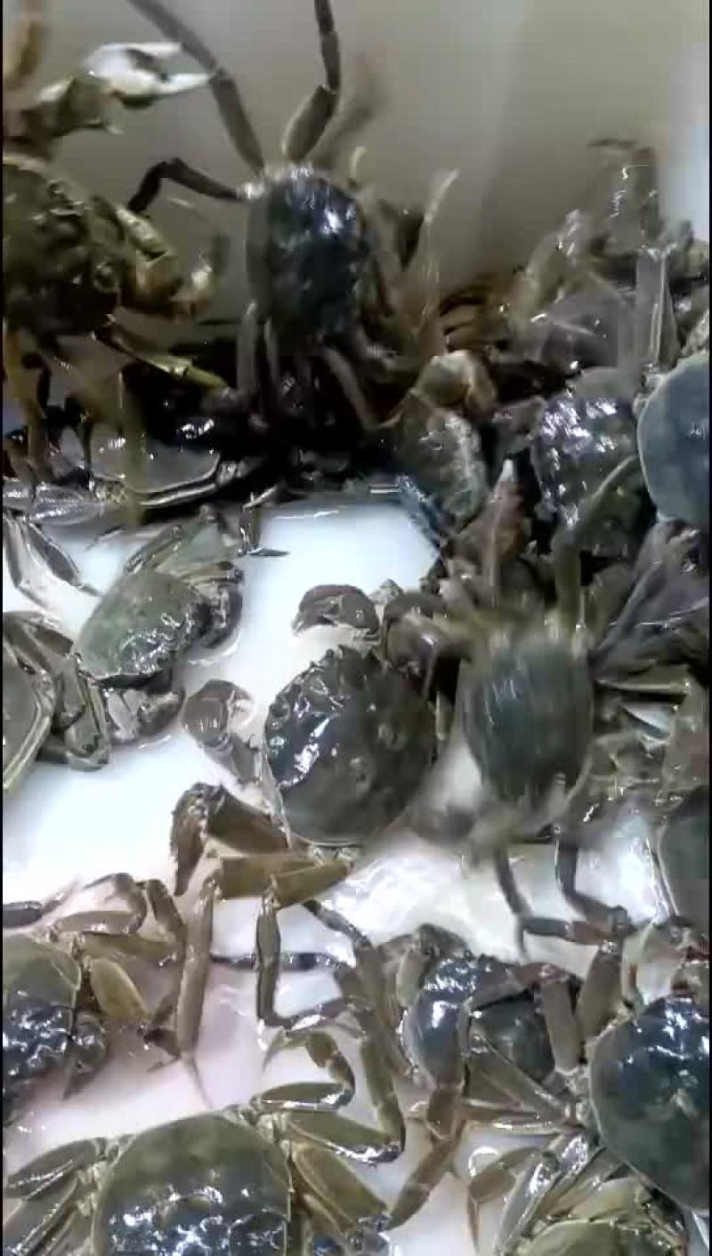 大闸蟹