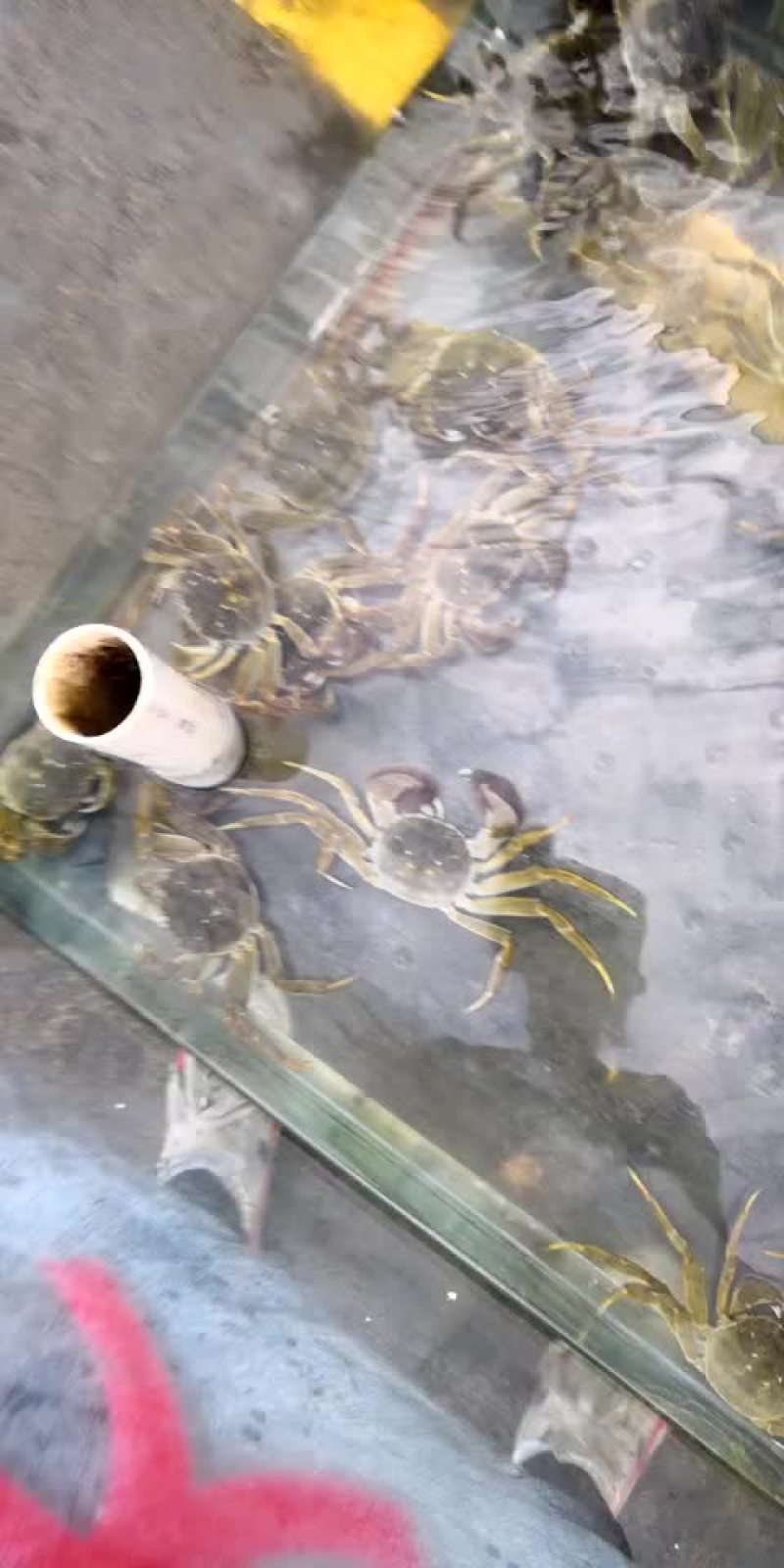 大闸蟹