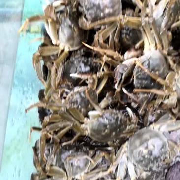 大闸蟹