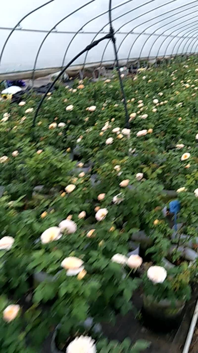 欧州月季