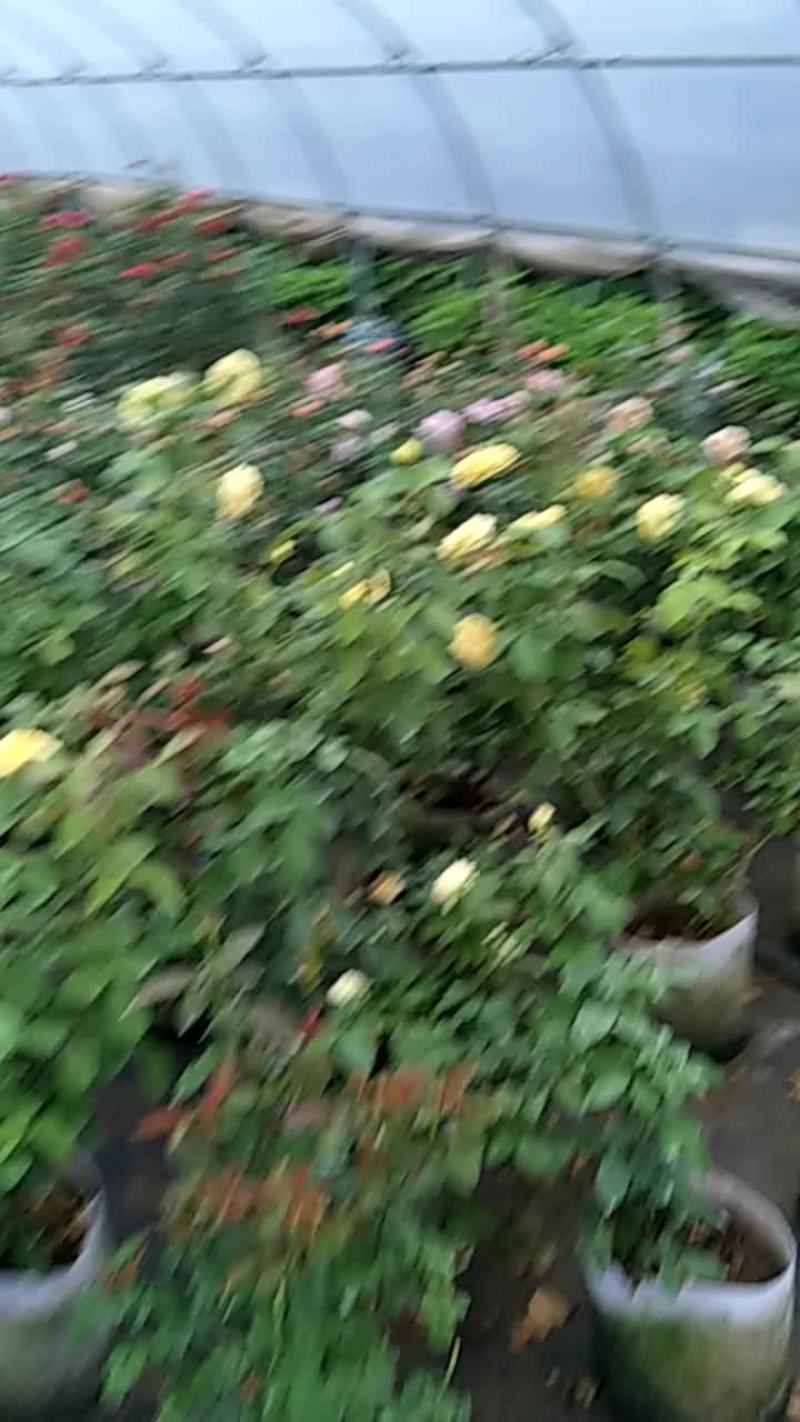 欧州月季
