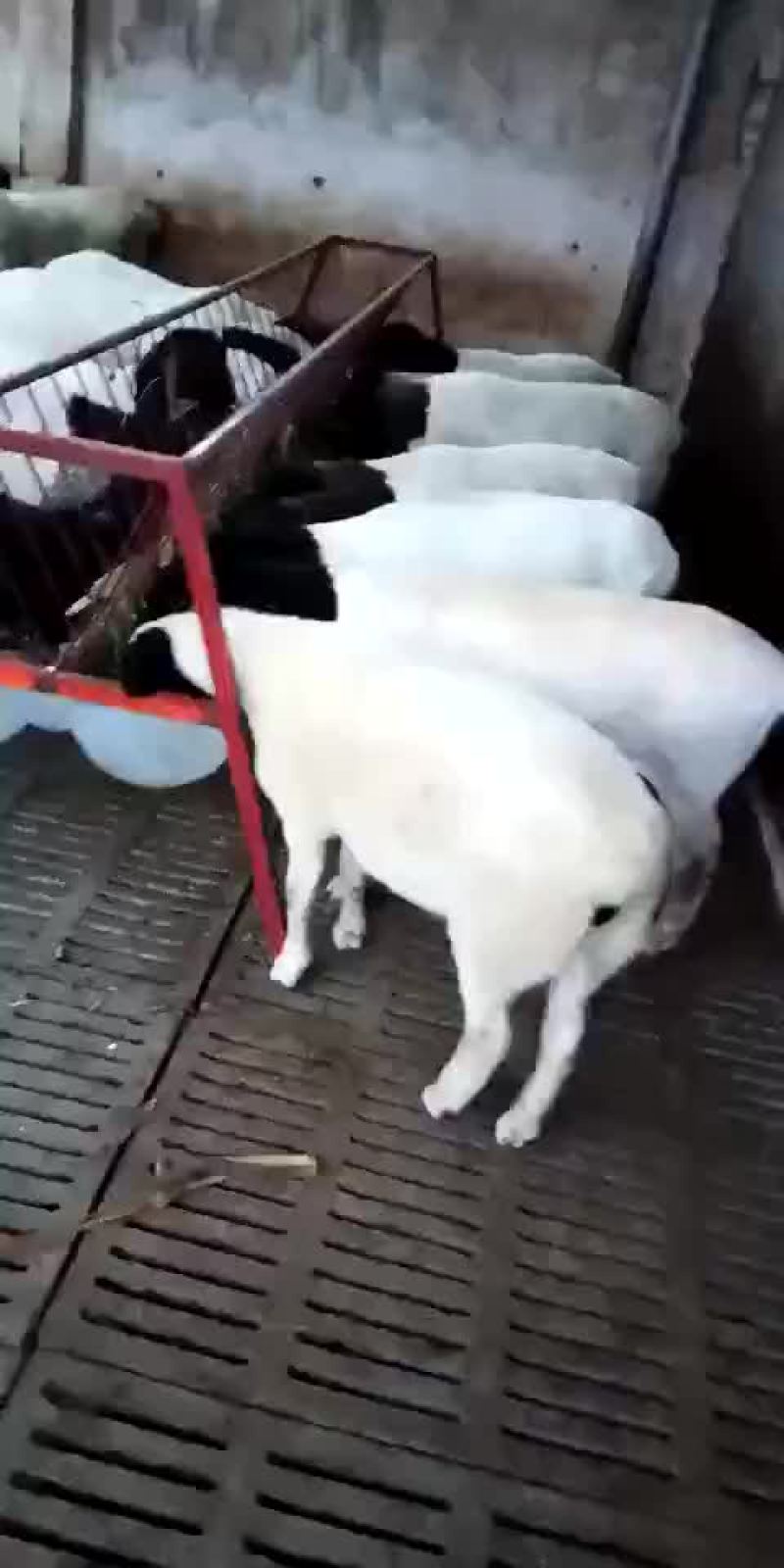 杜泊绵羊