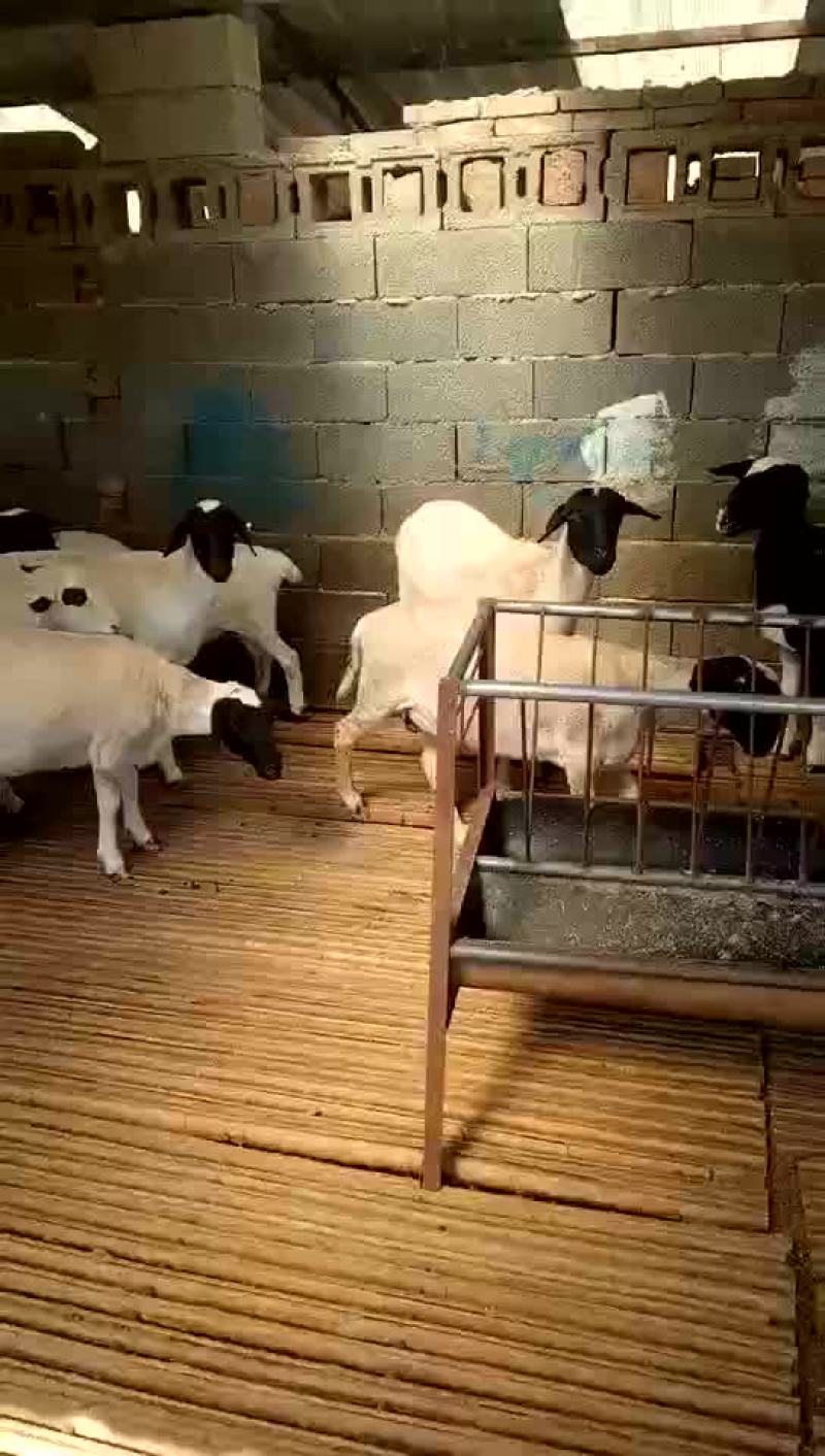 杜泊绵羊