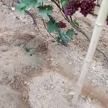 克伦生葡萄
