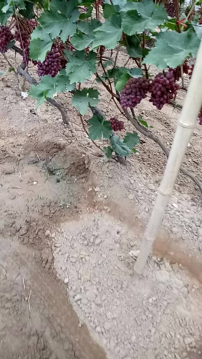 克伦生葡萄