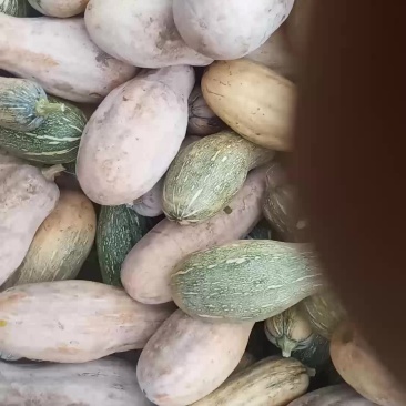 蜜本青瓜