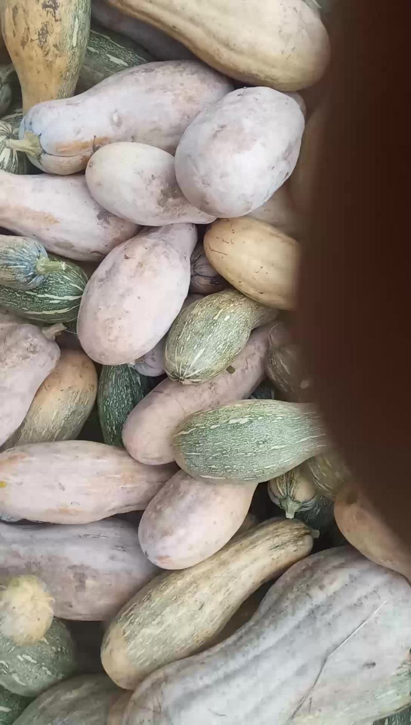 蜜本青瓜