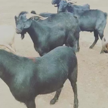肉羊