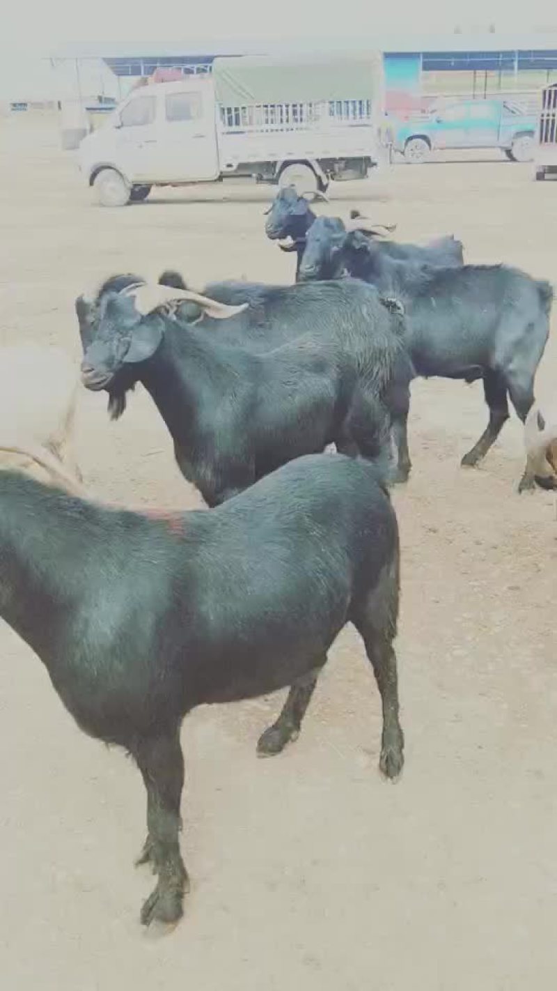 肉羊