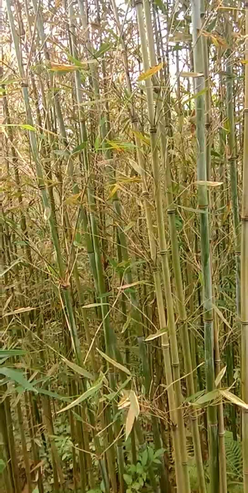 苦竹
