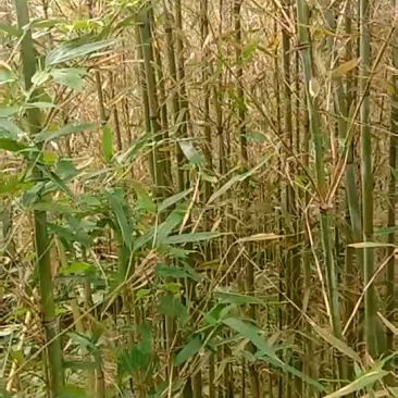 苦竹