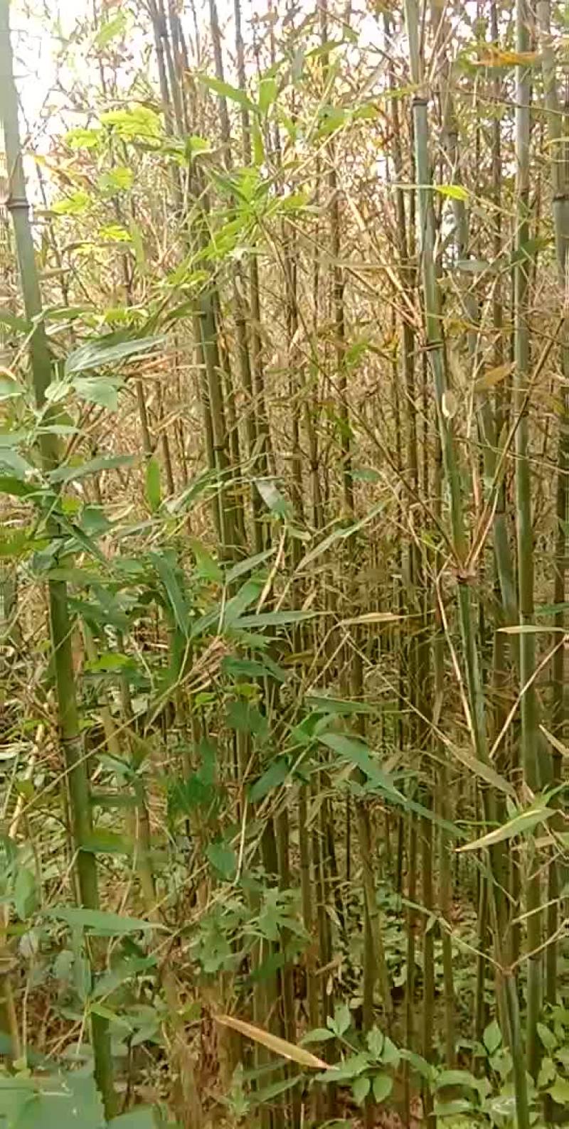 苦竹