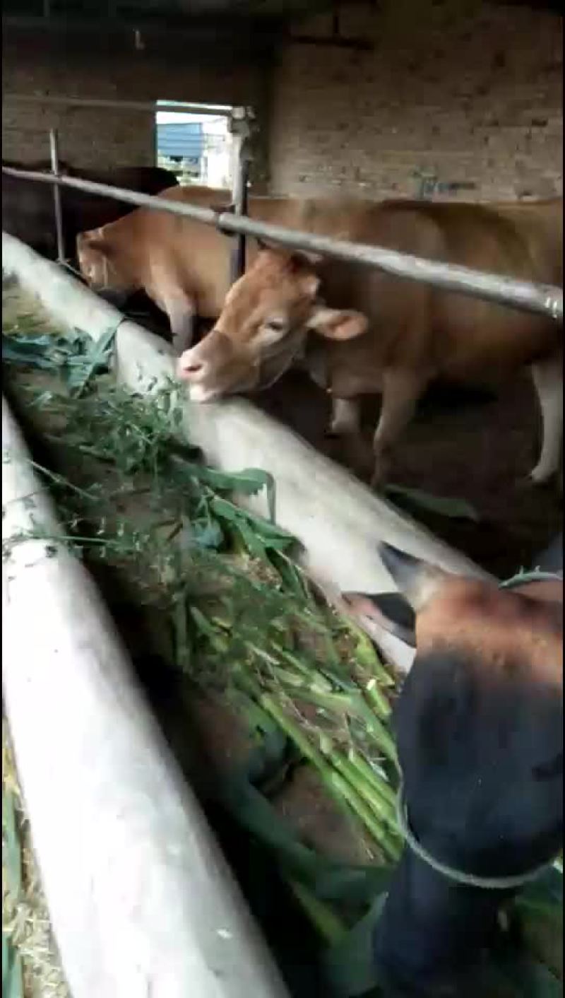 成年肉牛，驴，夏洛莱