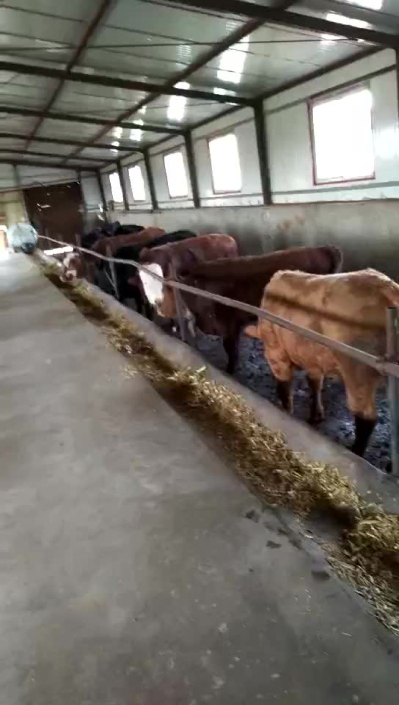 成年肉牛，驴，夏洛莱