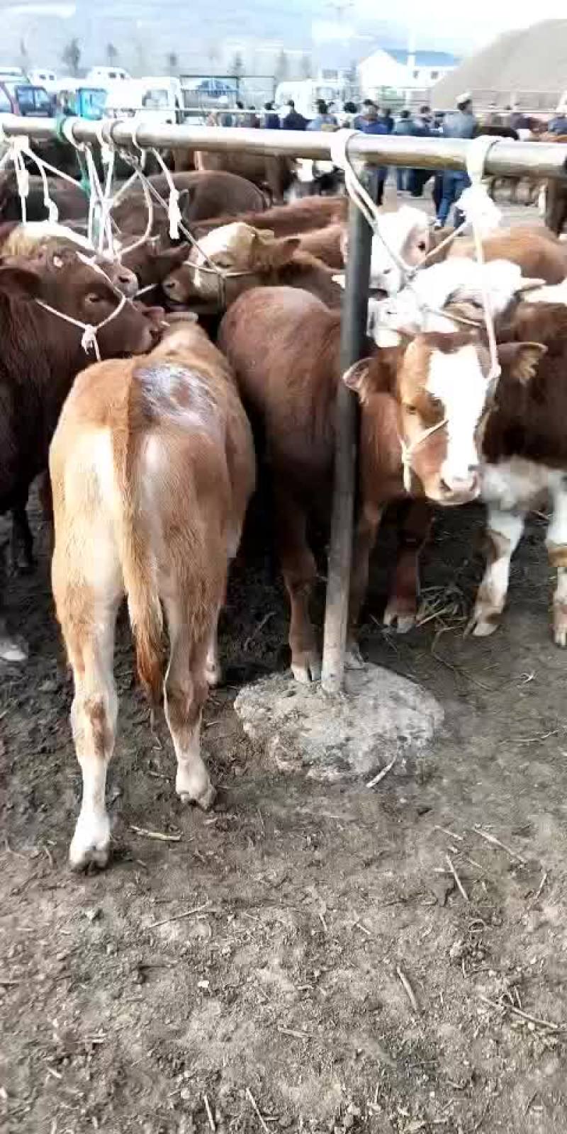 成年肉牛，驴，夏洛莱