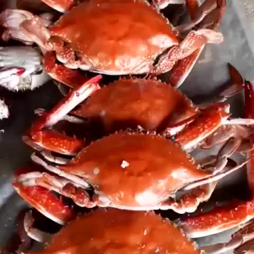 新鲜的梭子蟹，即食，