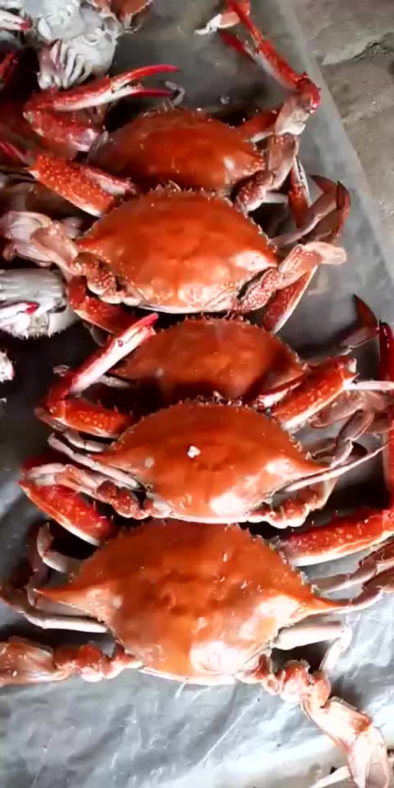 新鲜的梭子蟹，即食，