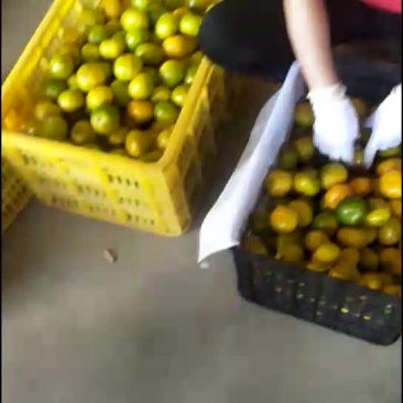 普早蜜橘催熟果