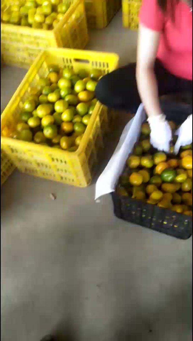 普早蜜橘催熟果