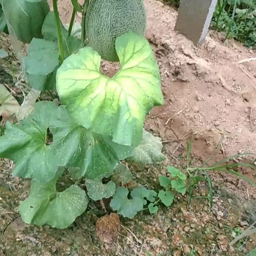 西周密25号