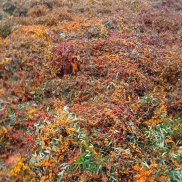 也山坡，价格面议啊