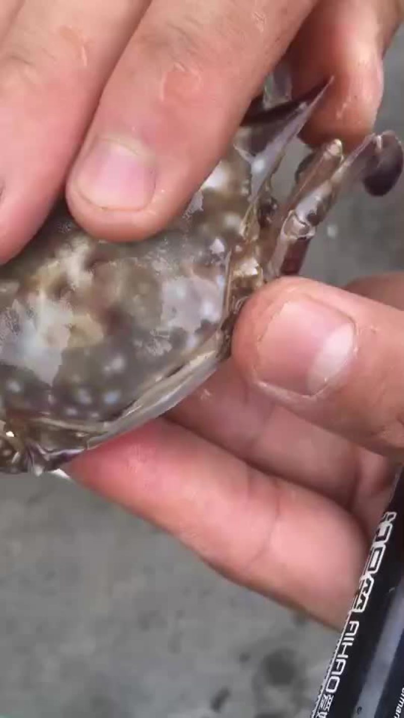 各种渤海湾海鲜